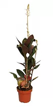 Лудисия- Ludisia D14 H40