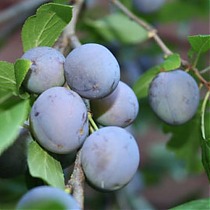 Слива домашняя Синий Дар - Prunus domestica Siniy Dar 3-5 ltr, 100-180см