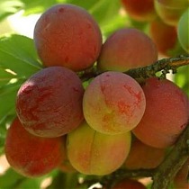 Слива домашняя Персиковая - Prunus domestica Peach 3-5 ltr, 100-180см