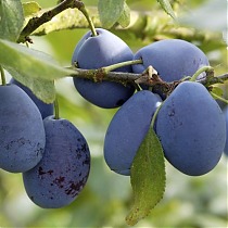 Слива домашняя Стенли - Prunus domestica Stenli 3-5 ltr, 100-180см