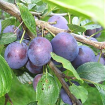 Слива домашняя Волжская Красавица - Prunus domestica Volga Beauty 3-5 ltr, 100-180см