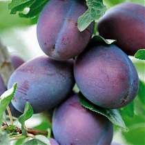 Слива домашняя Президент - Prunus domestica President 3-5 ltr, 100-180см