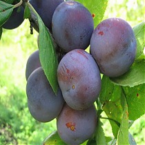 Слива домашняя Ренклод - Prunus domestica Renklod 3-5 ltr, 100-180см