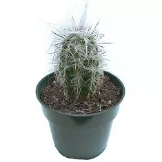 Ореоцереус, Трихоцереусовые - Trichocereeae D5 H10