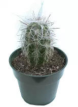 Ореоцереус, Трихоцереусовые - Trichocereeae D5 H10