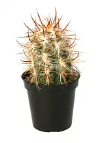 Ореоцереус, Трихоцереусовые - Trichocereeae D10 H20