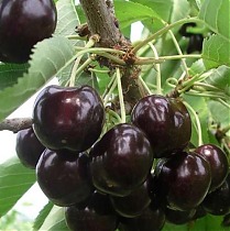 Черешня Ленинградская Черная - Prunus avium Leningradskaya Chernaya 3-5 ltr, 100-180 см