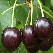Черевишня Ночка - Prunus cerasus x avium Nochka 3-5 ltr, 100-180 см