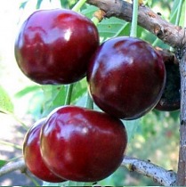 Черешня Крупноплодная - Prunus avium Krupnoplonaya 3-5 ltr, 100-180 см