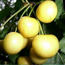 Черешня Дачница - Prunus avium Dachnitsa 3-5 ltr, 100-180 см