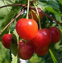 Черешня Фатеж - Prunus avium Fatezh 3-5 ltr, 100-180 см