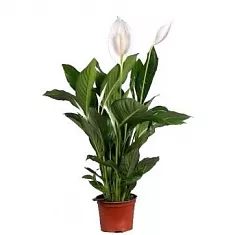 Спатифиллум Купидо D15 H65