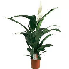 Спатифиллум Свит Пабло D17 H80