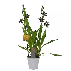 Зигопеталум - Zygopetalum louisendorf D12 H60