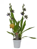 Зигопеталум - Zygopetalum louisendorf D12 H60