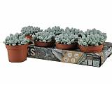 Пахифитум яйценосный - Pachyphytum oviferum D10 H10