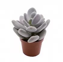 Пахифитум компактный - Pachyphytum compactum D5 H9
