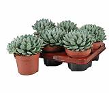 Пахиверия Шейдекера - Pachyveria scheideckeri D12 H15