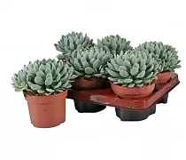 Пахиверия Шейдекера - Pachyveria scheideckeri D12 H15