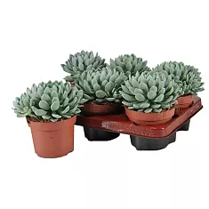 Пахиверия Шейдекера - Pachyveria scheideckeri D12 H15