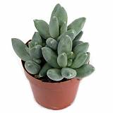 Пахифитум прицветниковый - Pachyphytum bracteosum D5 H10