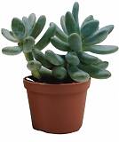 Пахифитум яйценосный - Pachyphytum oviferum D5 H15