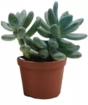 Пахифитум яйценосный - Pachyphytum oviferum D5 H15