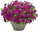 Вербена - Verbena D21