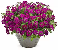Вербена - Verbena D21