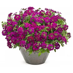 Вербена - Verbena D21
