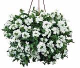 Вербена - Verbena D21