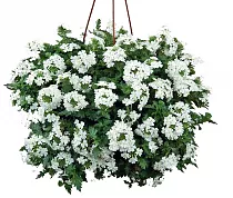 Вербена - Verbena D21
