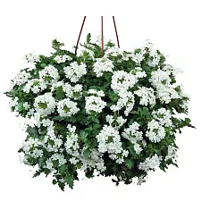 Вербена - Verbena D21