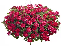 Вербена - Verbena D21