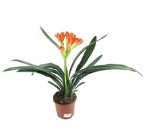 Кливия - Clivia D10 H30