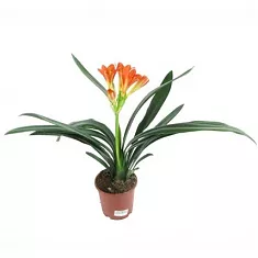 Кливия - Clivia D10 H30