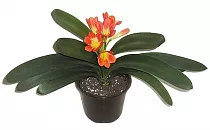 Кливия - Clivia D10 H20