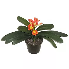 Кливия - Clivia D10 H20