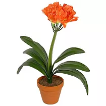 Кливия - Clivia D12 H40