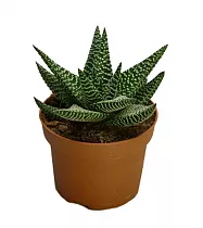 Гастровортия - X Gasterhaworthia Royal Highness D5 H15