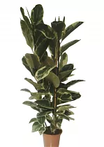Фикус эластика или каучуконосный Тинеке - Ficus Tineke D34 H180