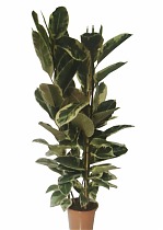 Фикус эластика или каучуконосный Тинеке - Ficus Tineke D34 H180
