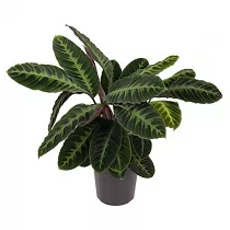 Калатея Варшевича - Calathea warscewiczii D24 H80
