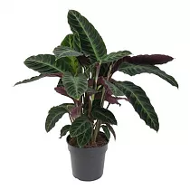 Калатея Варшевича - Calathea warscewiczii D19 H70