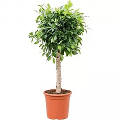 Фикус Бенджамина Нитида штамб - Ficus benjamina Nitida D33 H140