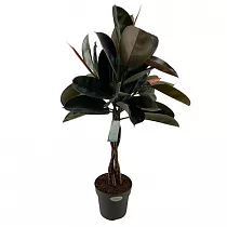 Фикус Бургунди косичка - Ficus El Burgundy Twisted Stem D24 H100
