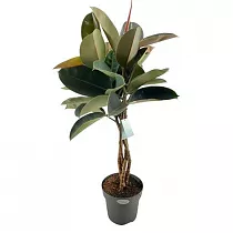 Фикус Бургунди косичка - Ficus El Burgundy Twisted D27 H120