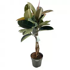 Фикус Бургунди косичка - Ficus El Burgundy Twisted D27 H120