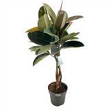 Фикус Бургунди косичка - Ficus El Burgundy Twisted D27 H120