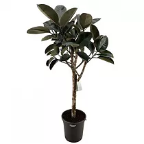 Фикус Бургунди штамб - Ficus El Burgundy On Stem D31 H140